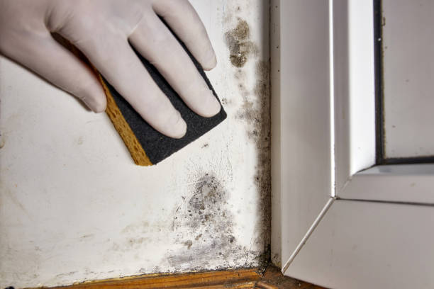 Professional Mold Removal in Polson, MT